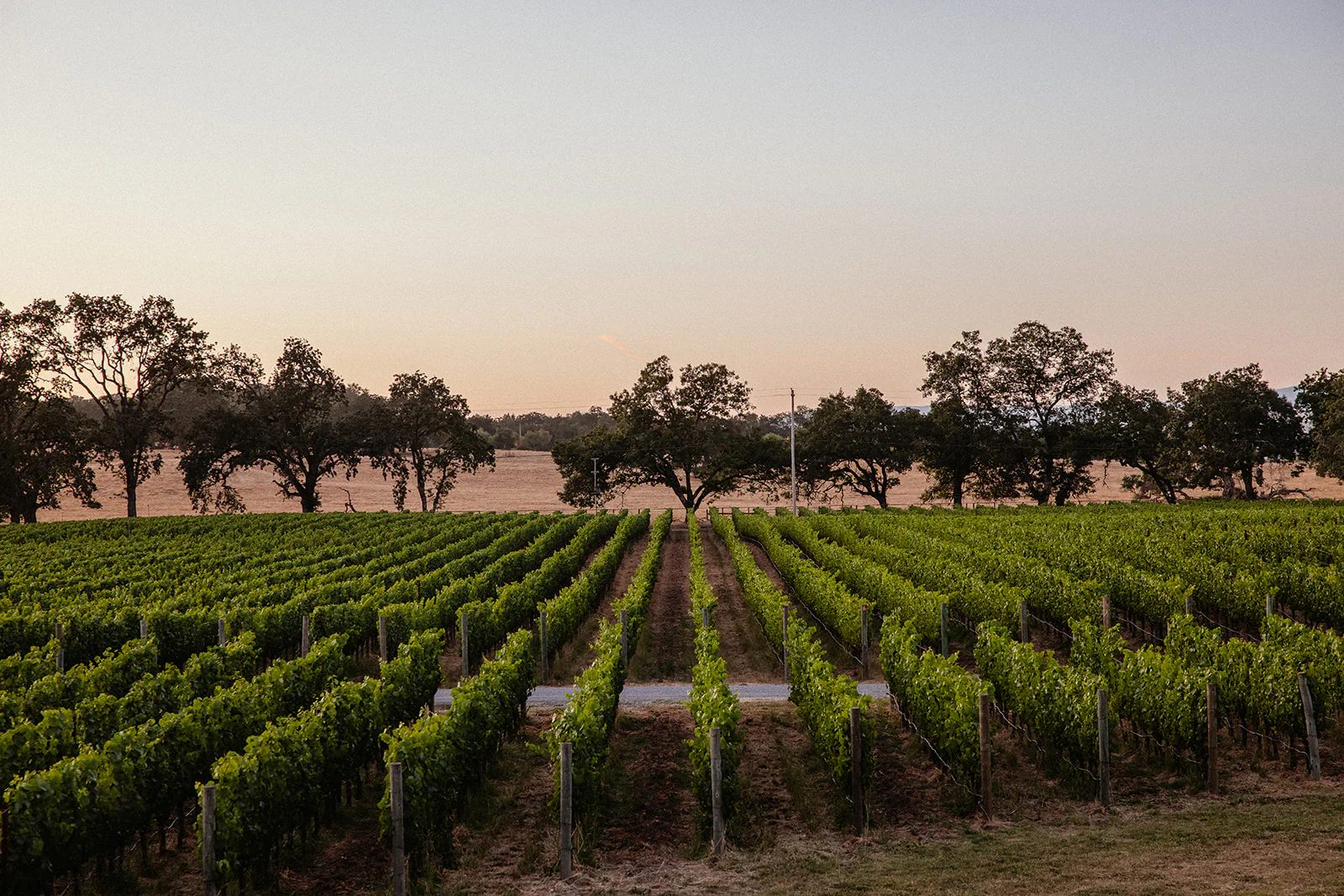Bricoleur Vineyards — gallery 1