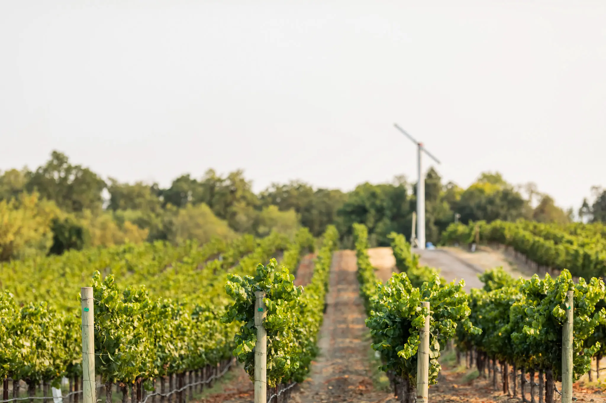 Bricoleur Vineyards — gallery 8